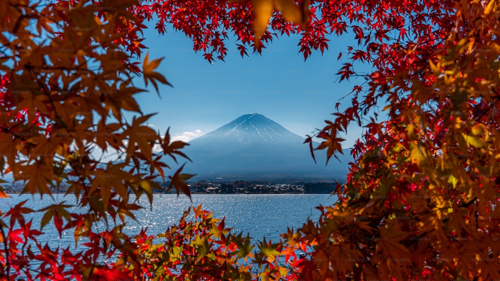 a view of a mountain through the leaves of a tree