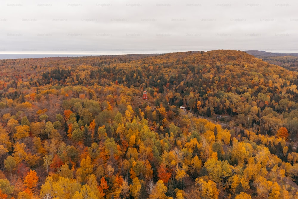 a forest filled with lots of trees covered in fall colors