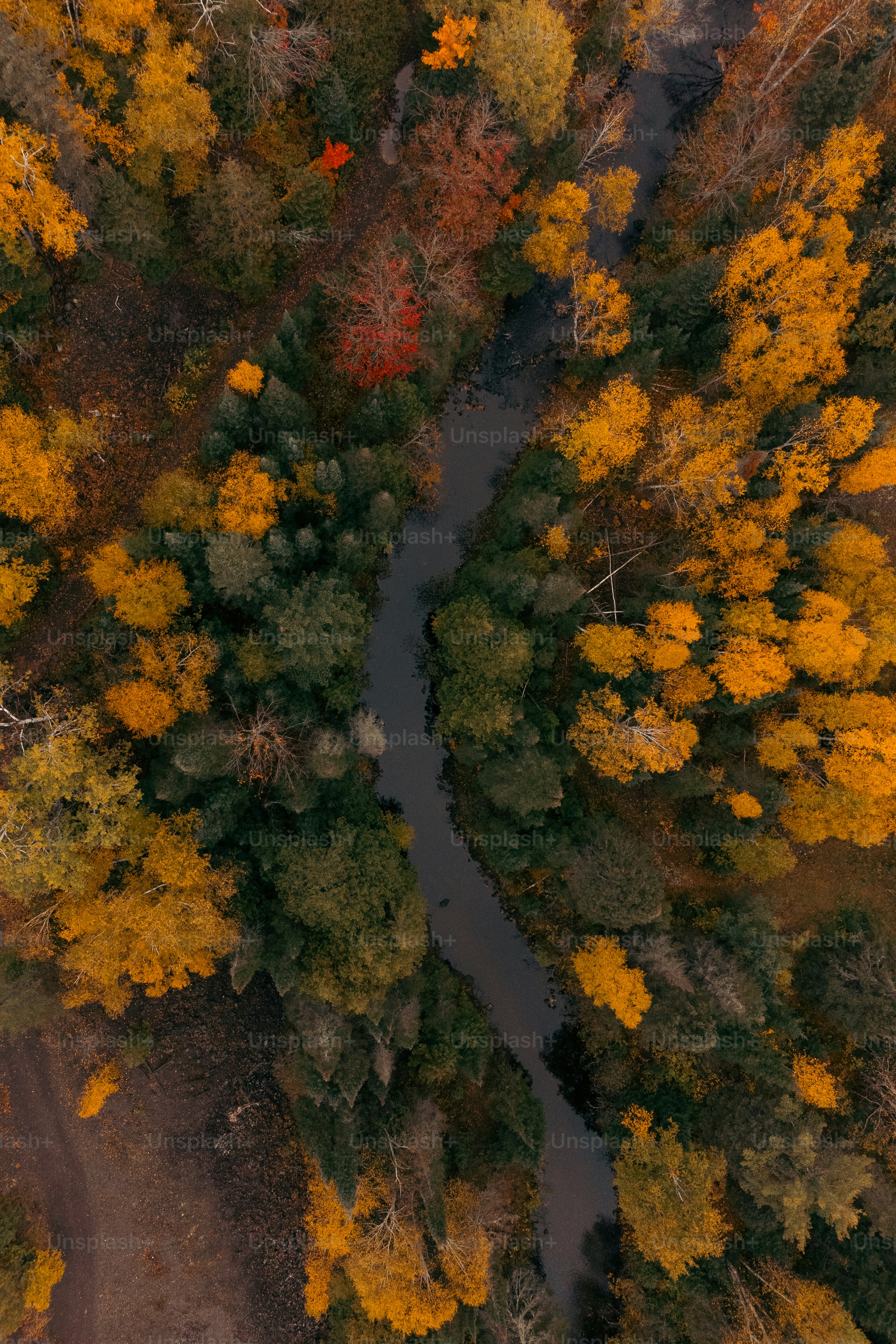 An aerial view of a river running through a forest photo – Autumn Image ...