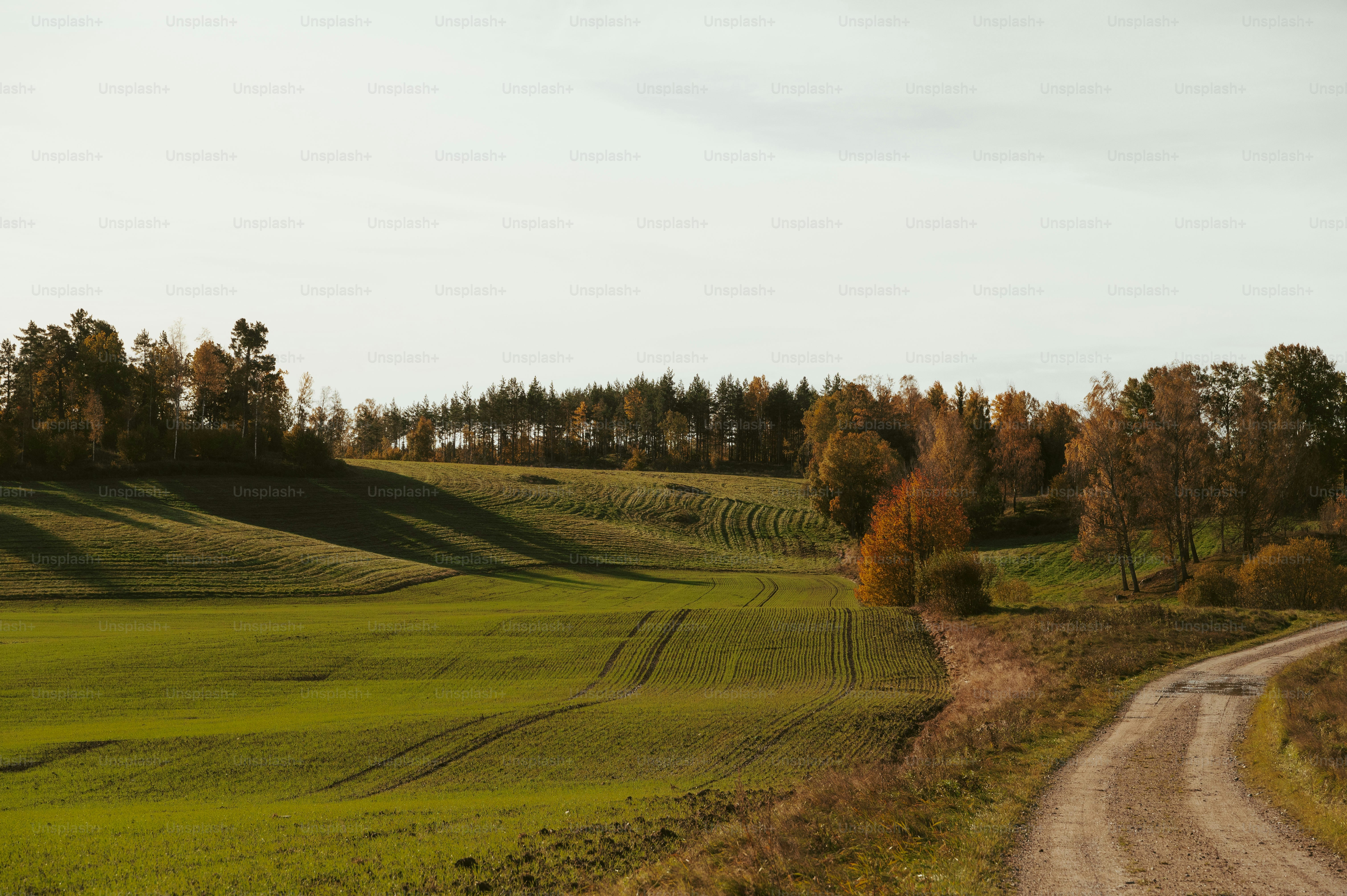 Choose from a curated selection of fall photos. Always free on Unsplash.