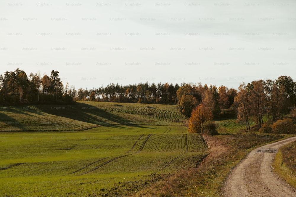 Un camino de tierra que atraviesa un exuberante campo verde