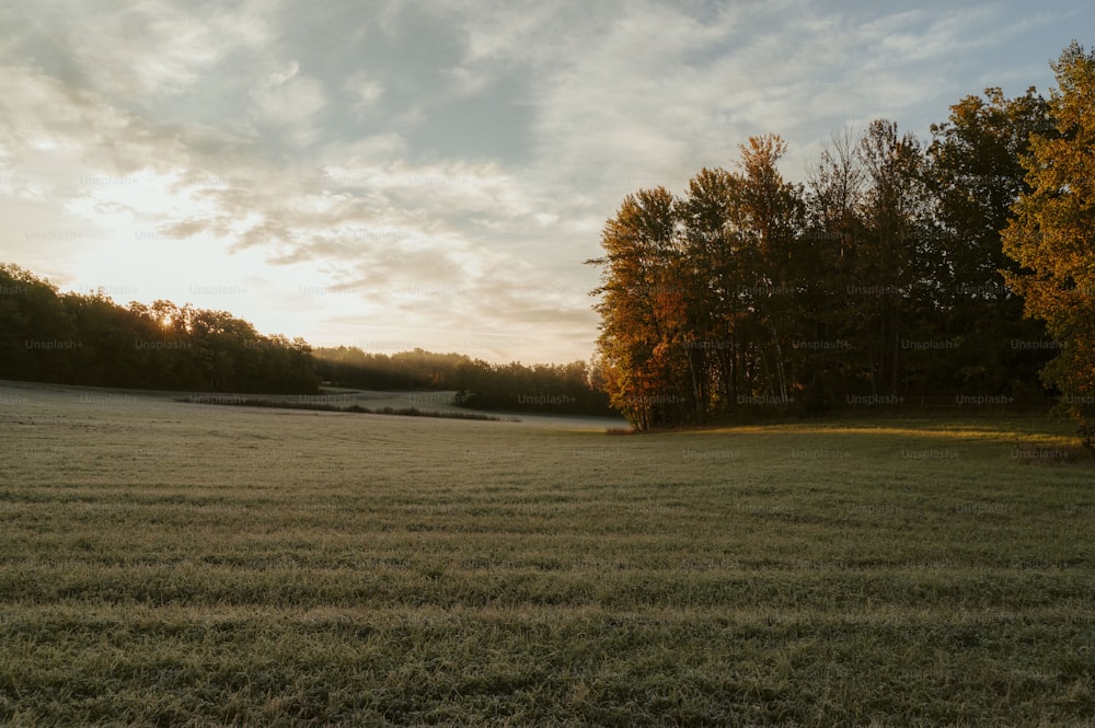 a grassy field with trees in the background