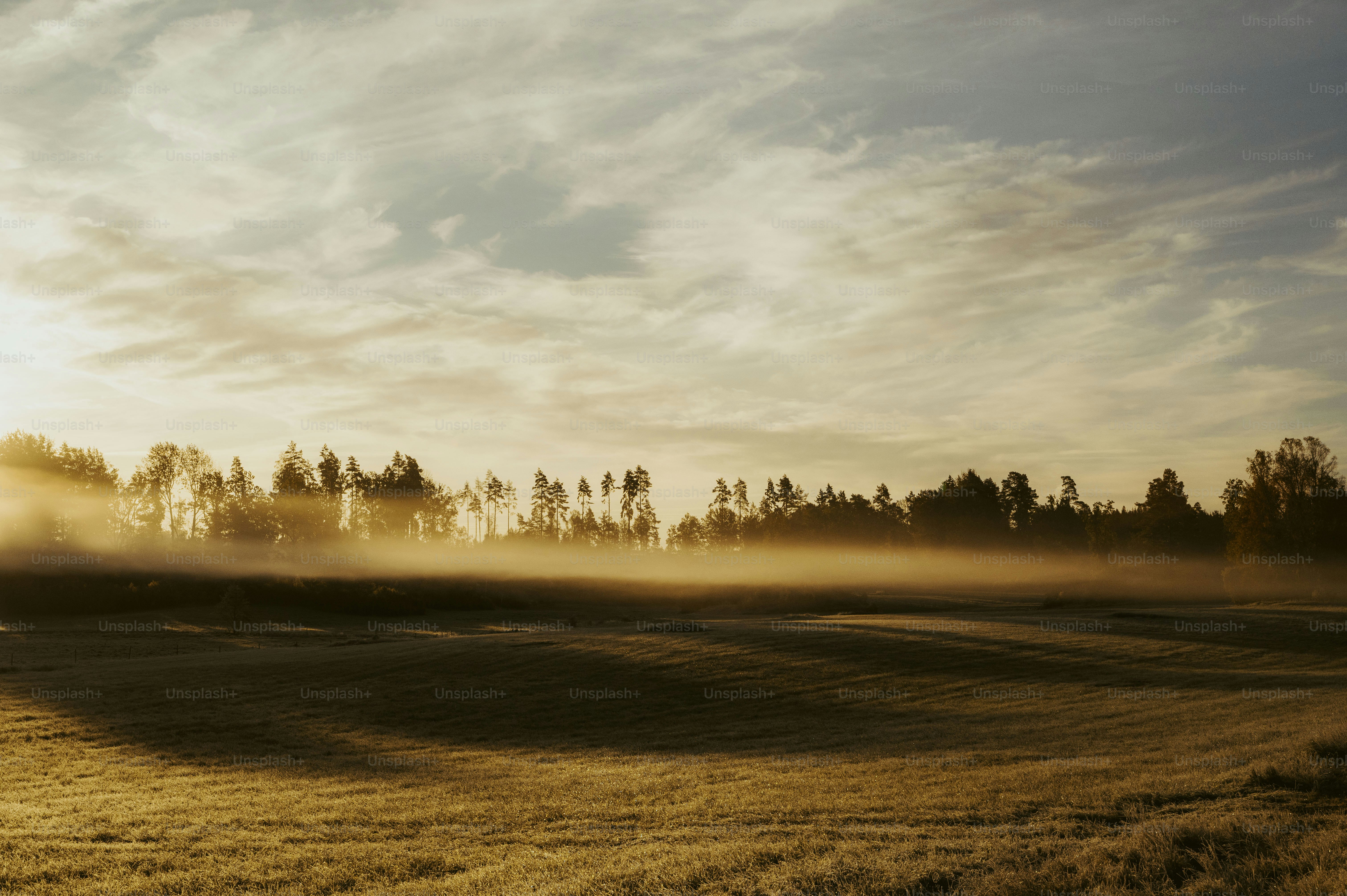 a foggy field with trees in the distance