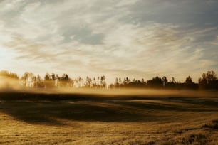 a foggy field with trees in the distance