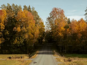 uma estrada cercada por árvores com um banco ao lado