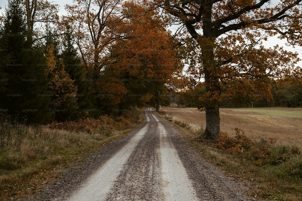 uma estrada de terra cercada por árvores e grama
