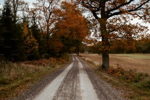 a dirt road surrounded by trees and grass