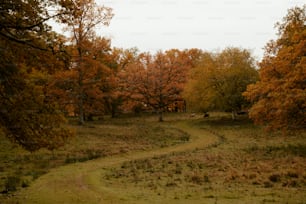 a dirt path in a field surrounded by trees