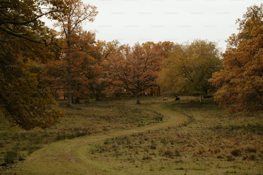 a dirt path in a field surrounded by trees