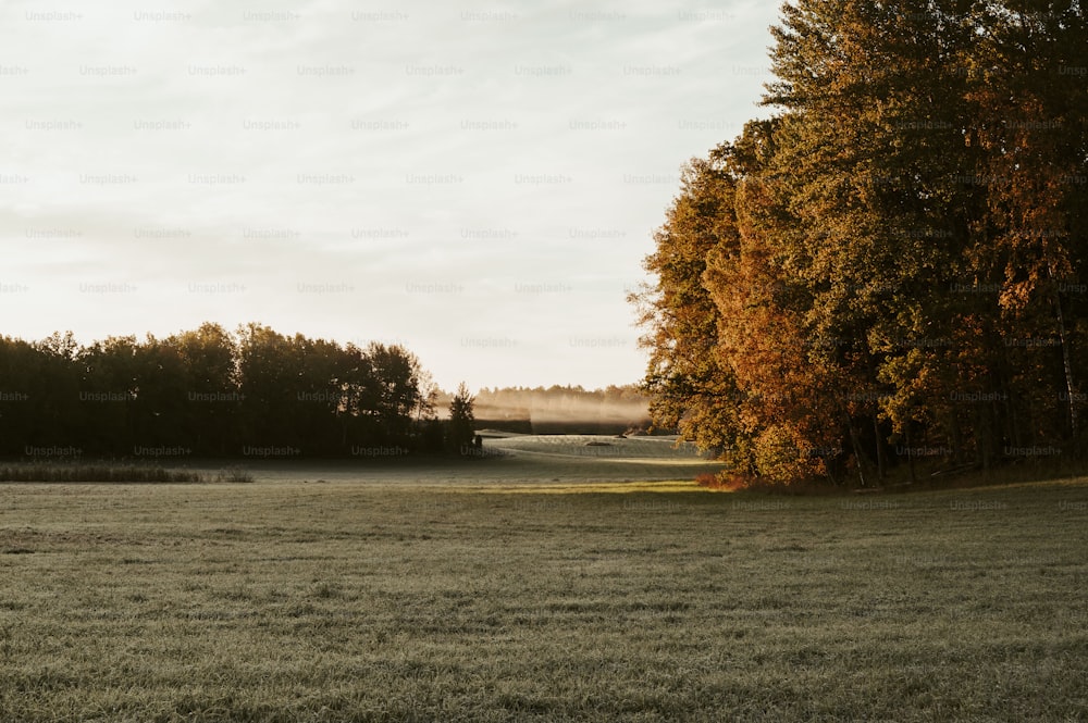 a grassy field with trees in the background