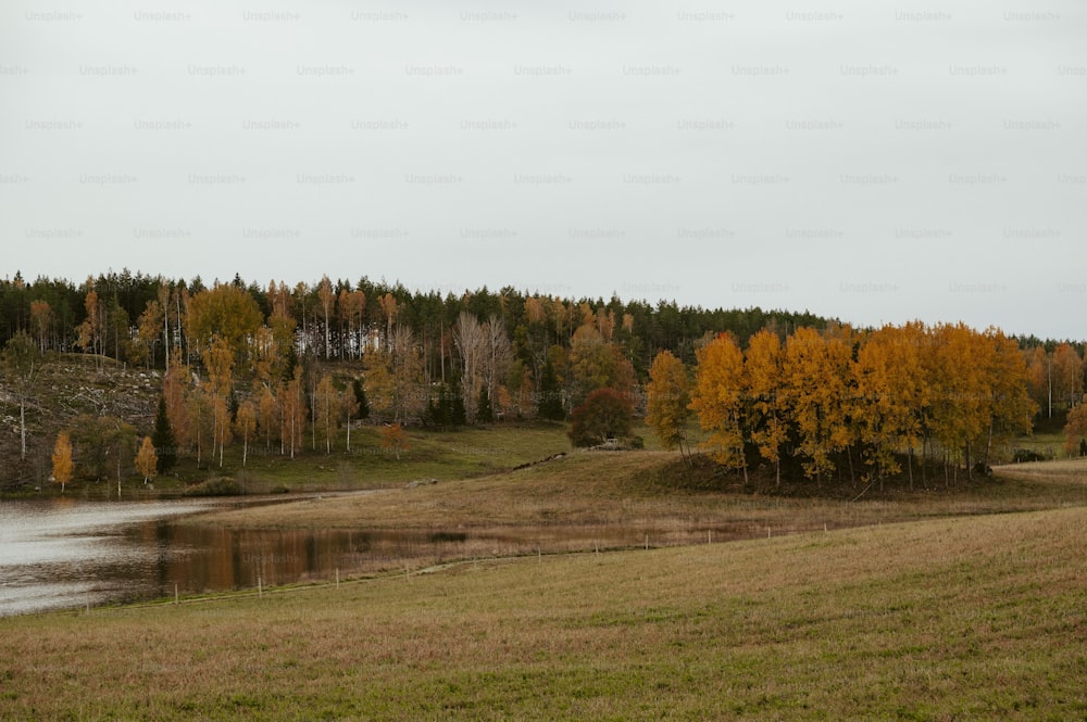 un campo con un lago e alberi sullo sfondo