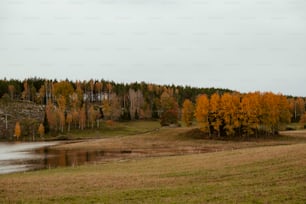 a field with a lake and trees in the background