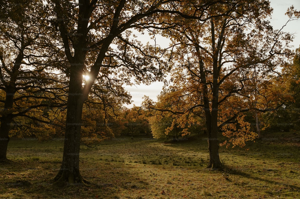 the sun shines through the trees in the forest