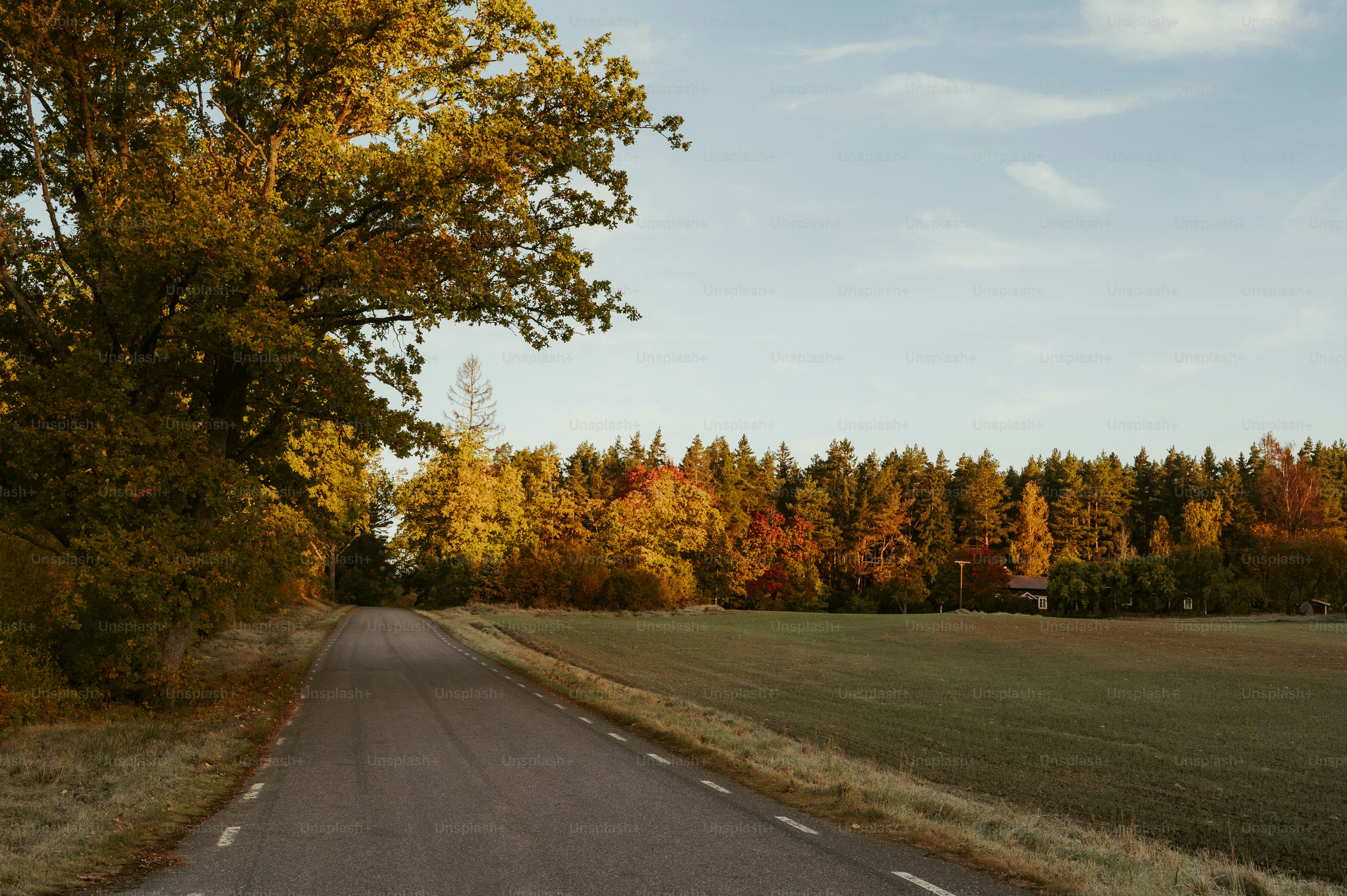 Fall Forest Pictures | Download Free Images on Unsplash, image size:3000x1996
