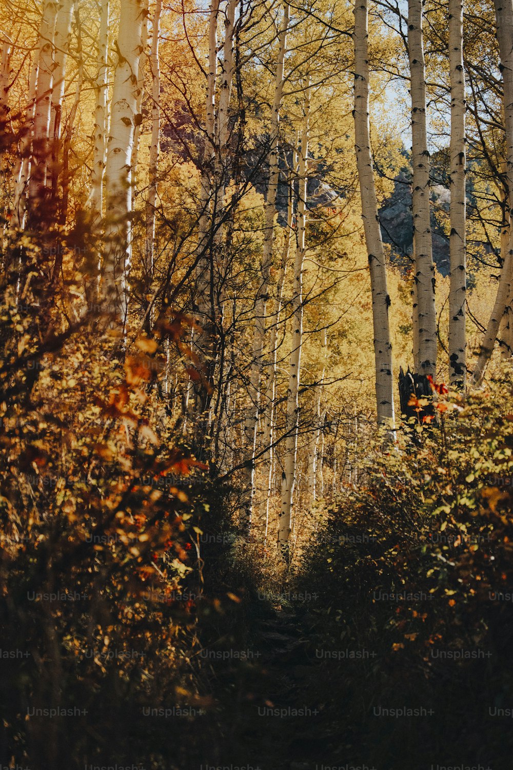 a forest filled with lots of tall trees