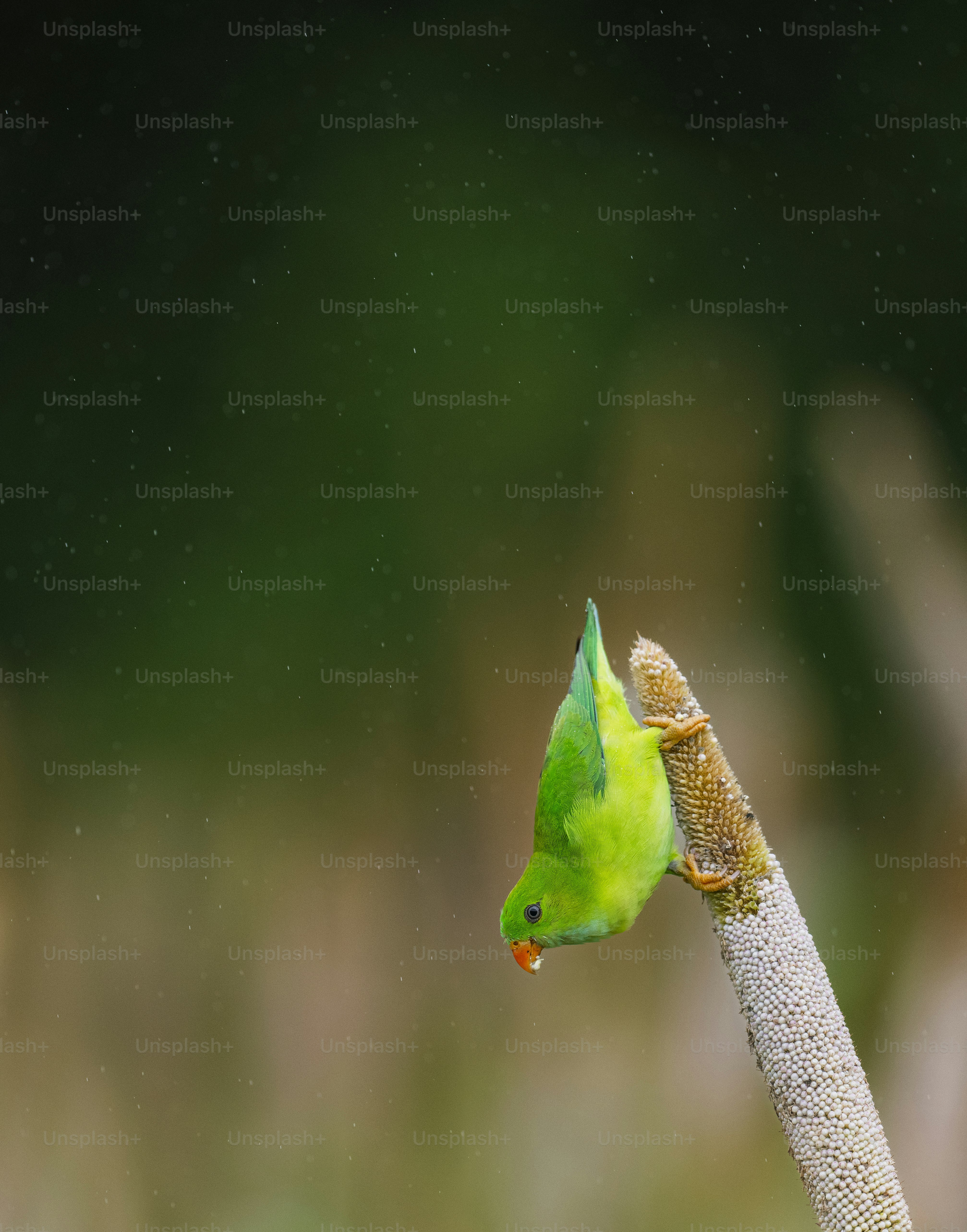 A small green bird perched on top of a plant photo – Parrot Image on ...