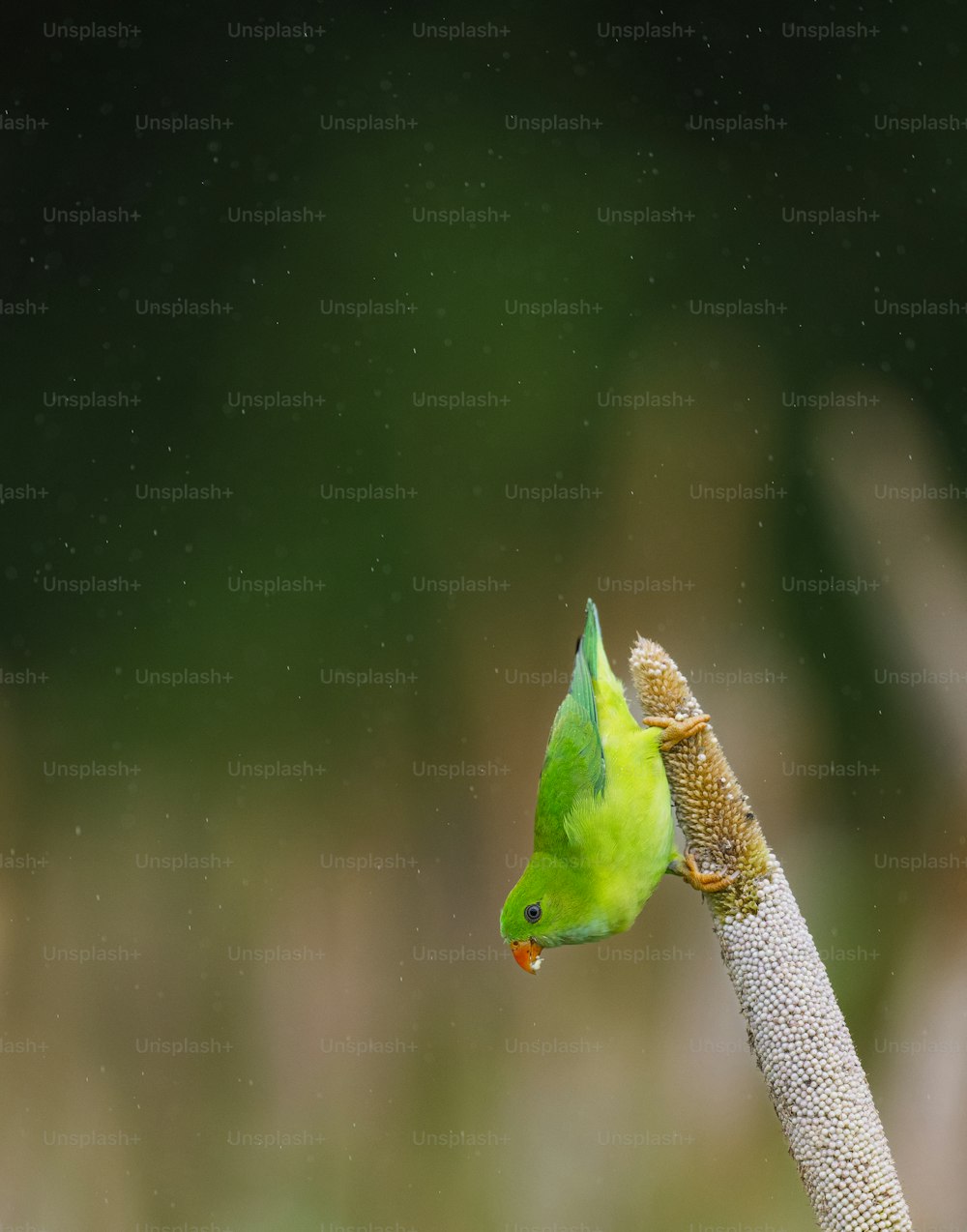 植物の上にとまる緑の鳥