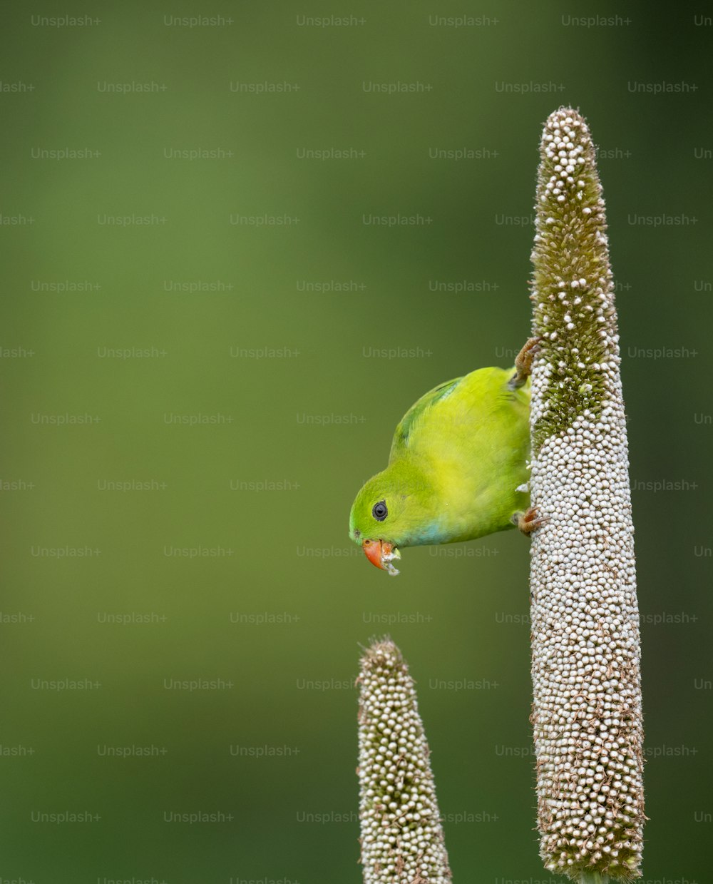 un pequeño pájaro verde posado en lo alto de una planta