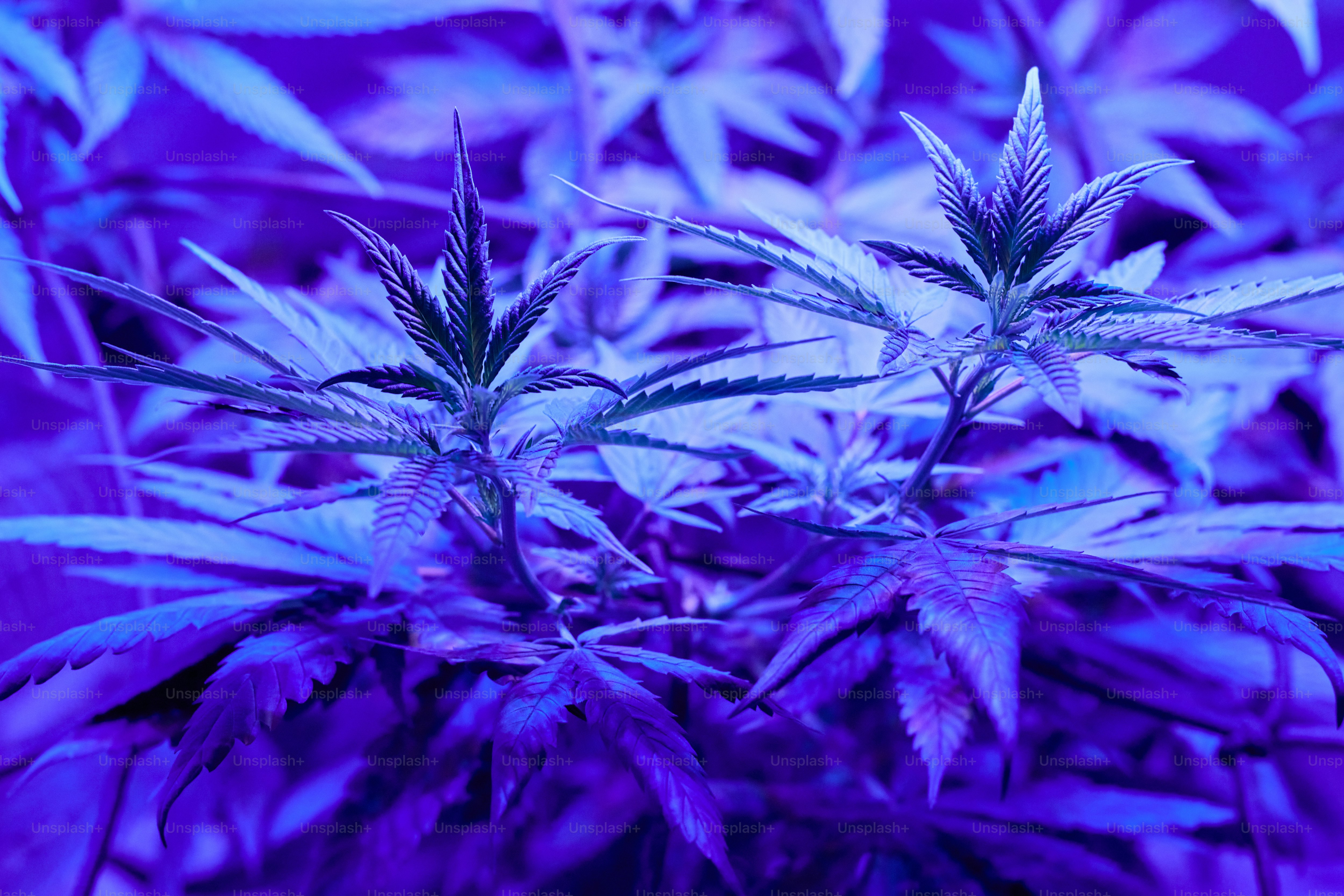 a close up of a bunch of plants in a field