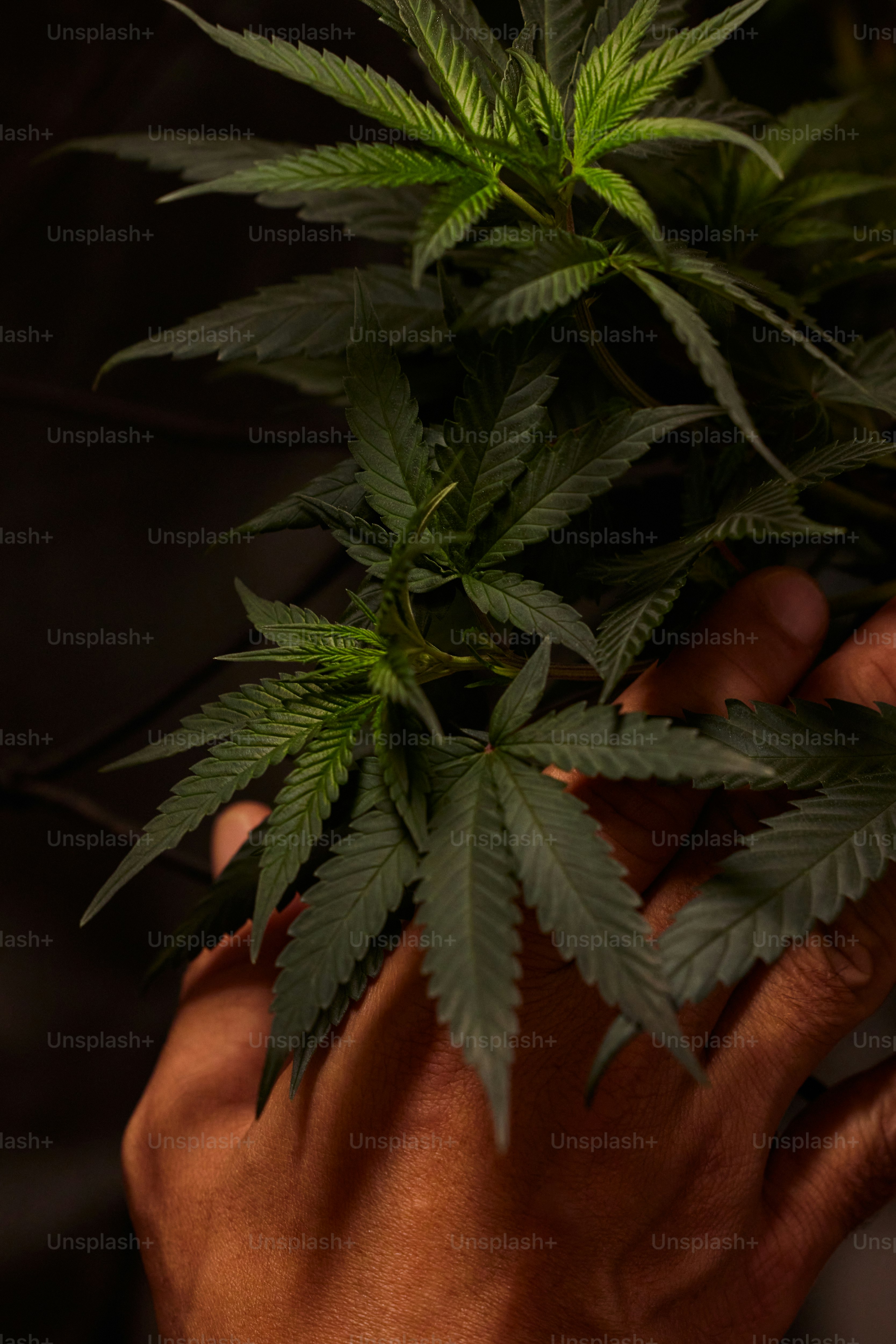 a person holding a plant in their hands