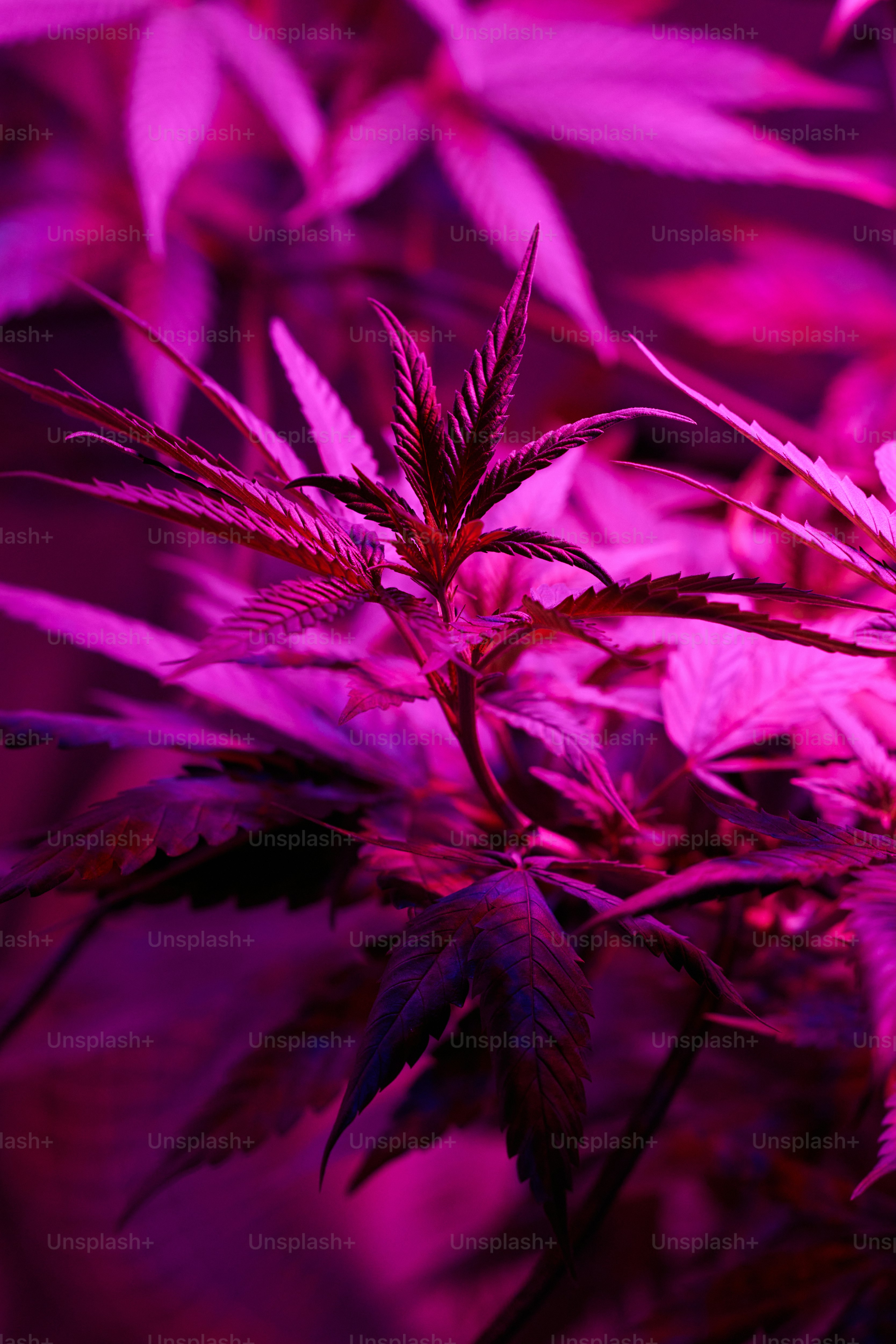 Nahaufnahme einer Pflanze mit violetten Blättern