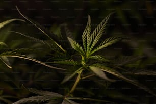 un gros plan d’une plante de marijuana dans l’obscurité