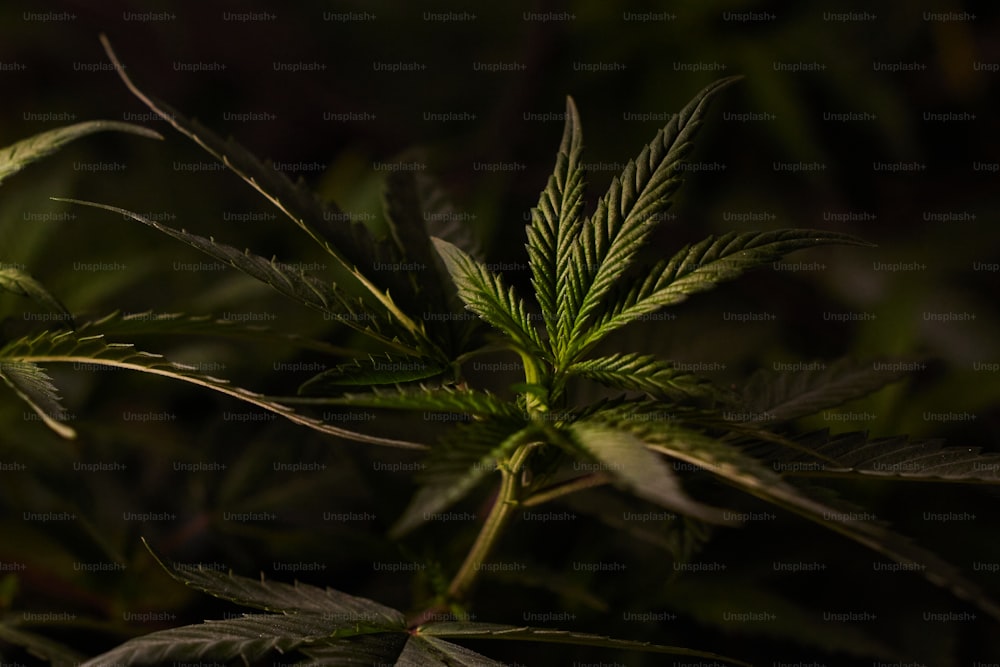 Un primo piano di una pianta di marijuana al buio
