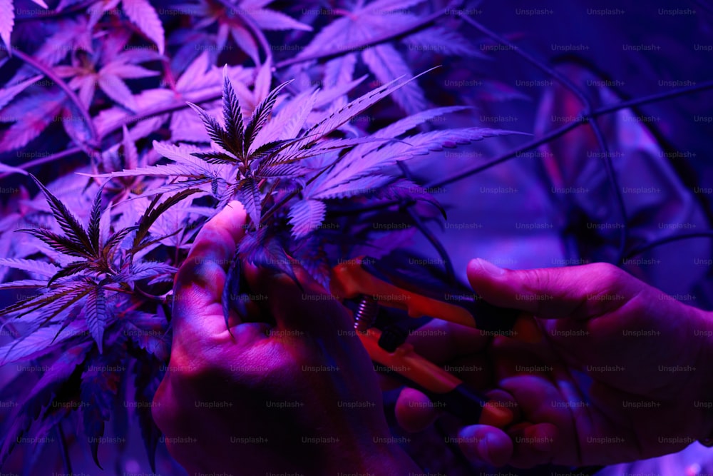 a person holding a pair of scissors in front of a plant