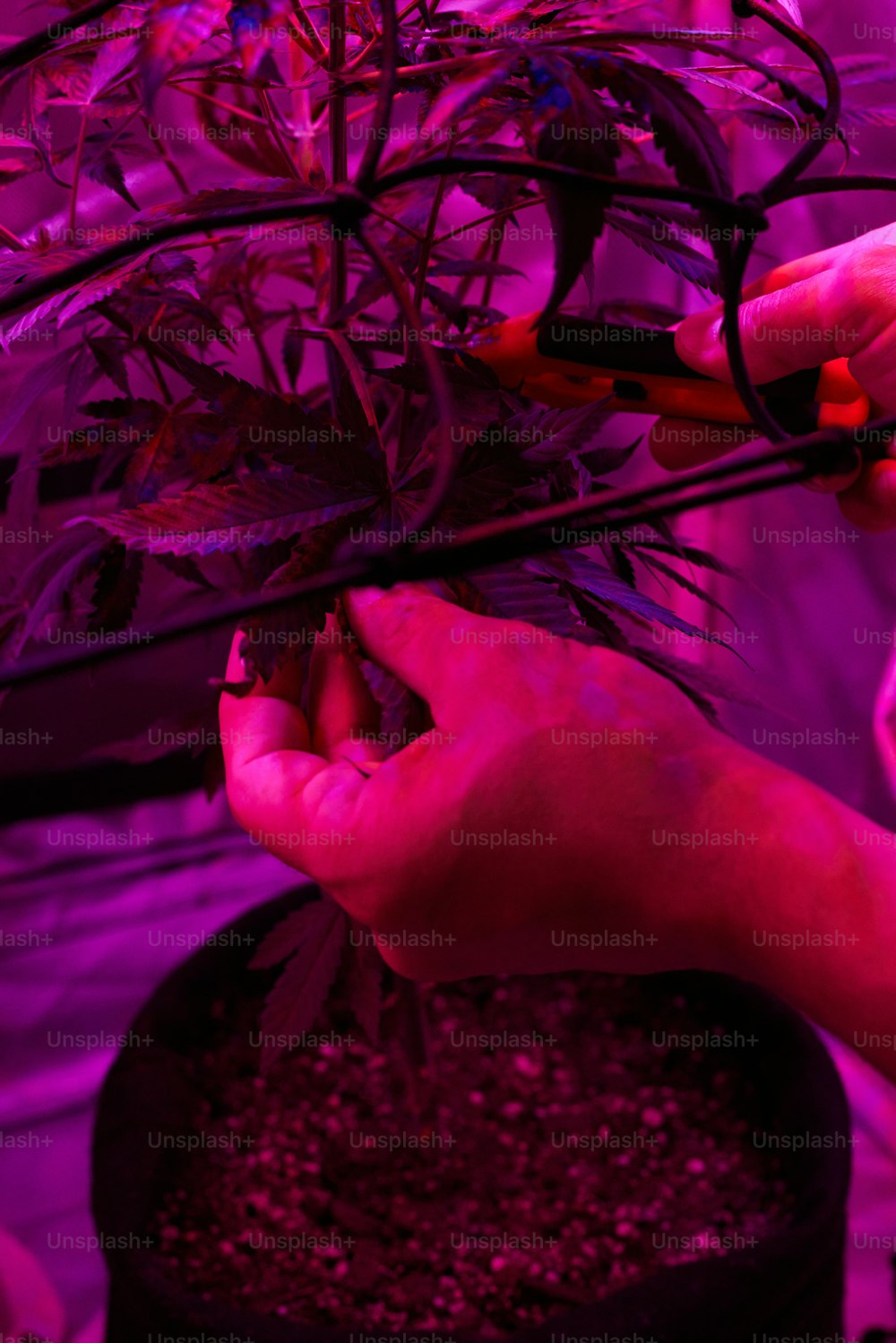 a person is trimming a plant with scissors