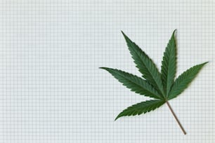 a marijuana leaf on a white background