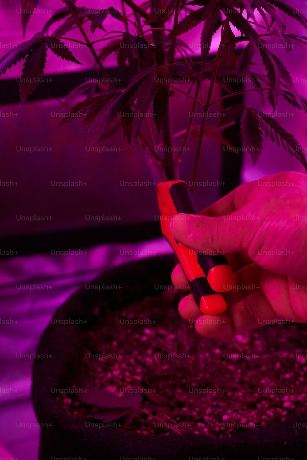 a person holding a cell phone next to a potted plant