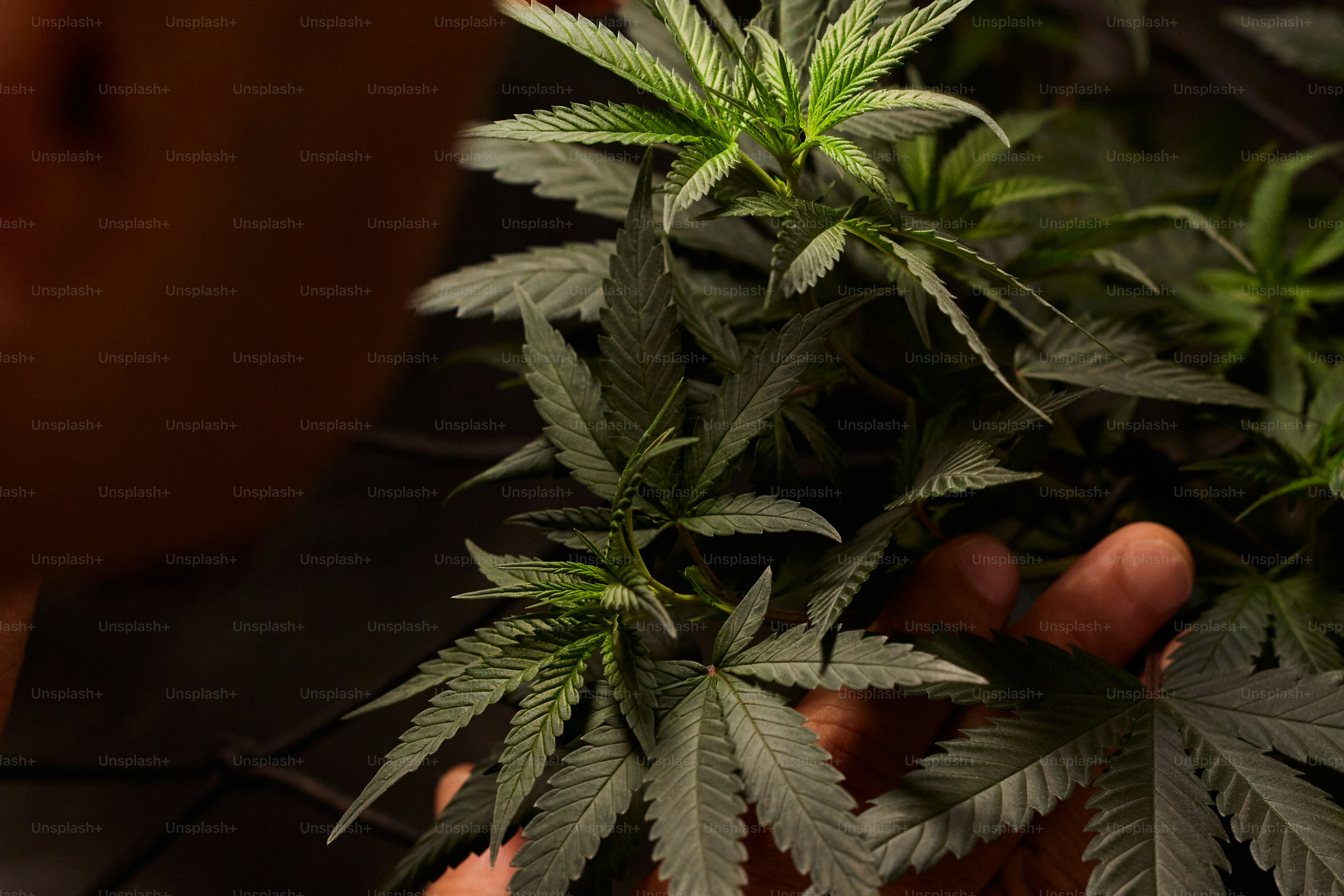 a person holding a plant in their hands