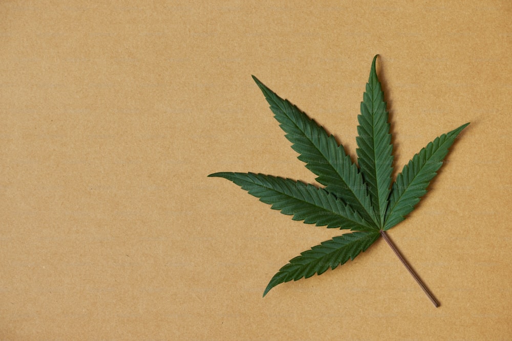 a marijuana leaf on a brown background