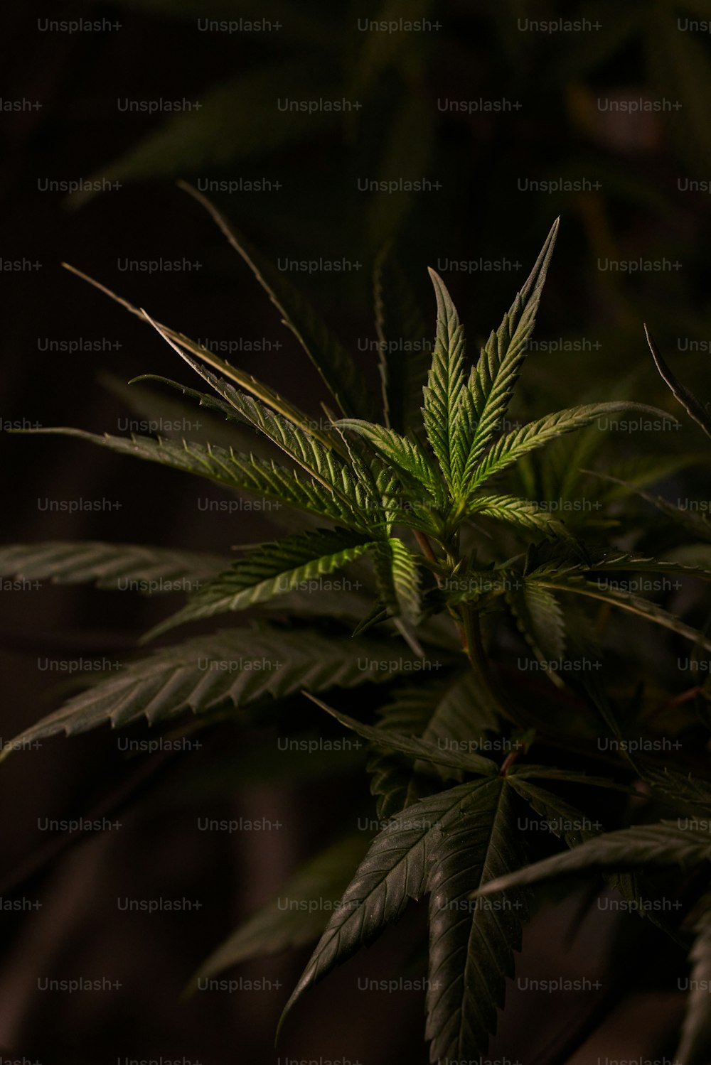 a close up of a green plant with dark background