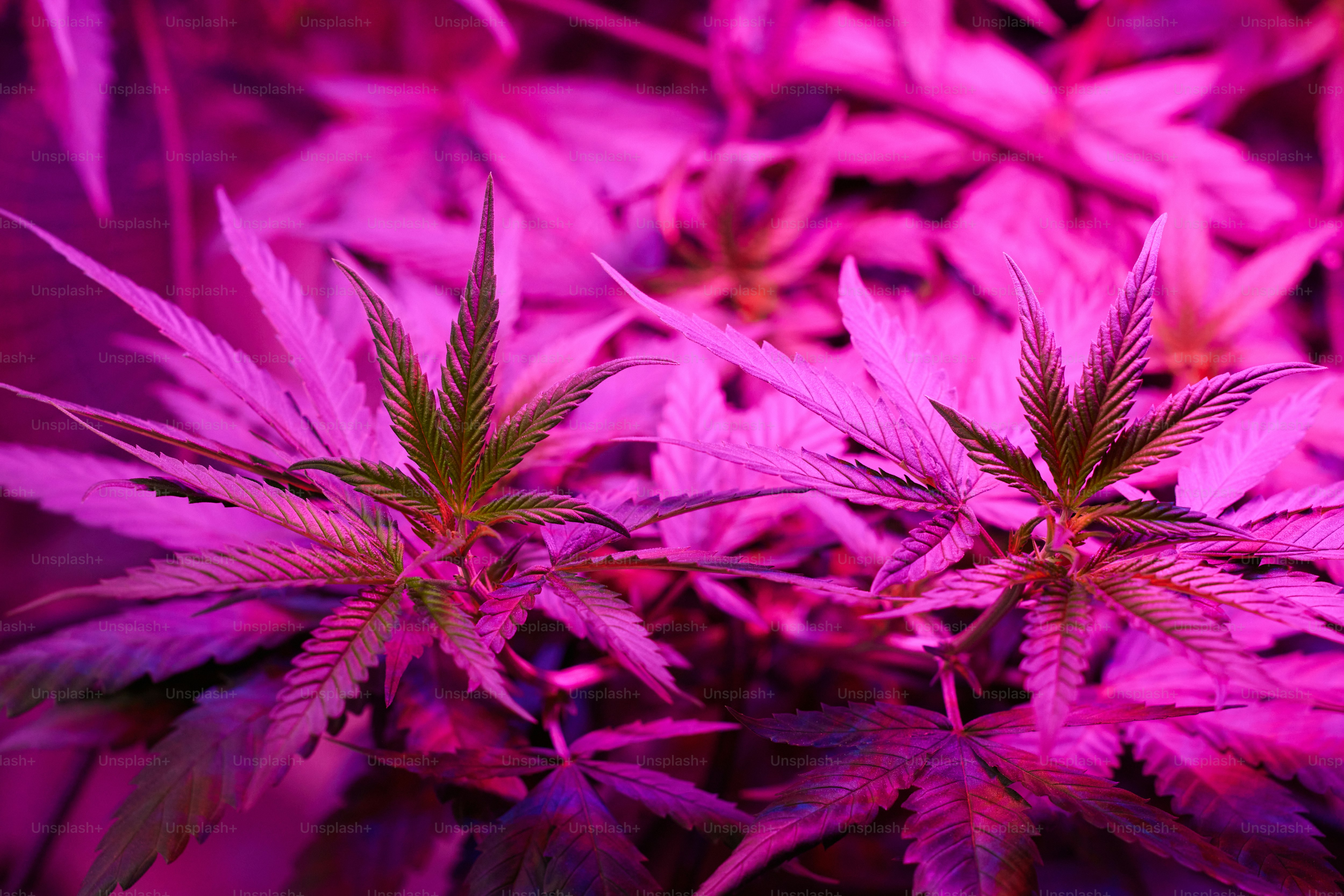 Un primer plano de un manojo de plantas moradas foto – Imagen de Planta de  marihuana en Unsplash, image size:3000x2001