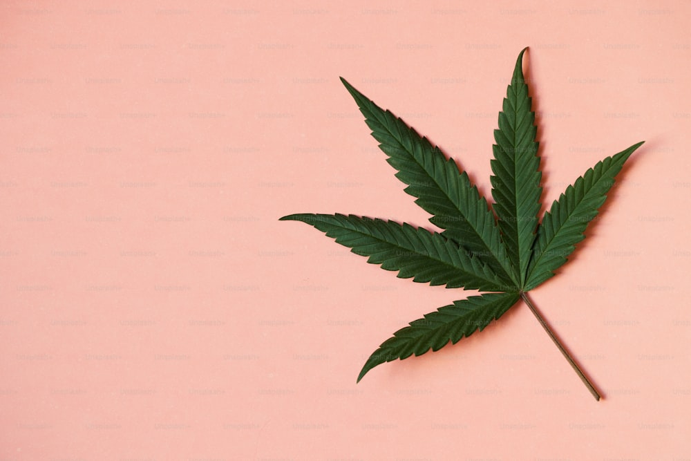 ein Marihuana-Blatt auf rosafarbenem Hintergrund