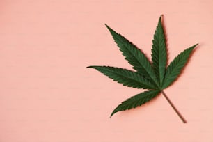 una hoja de marihuana sobre un fondo rosa