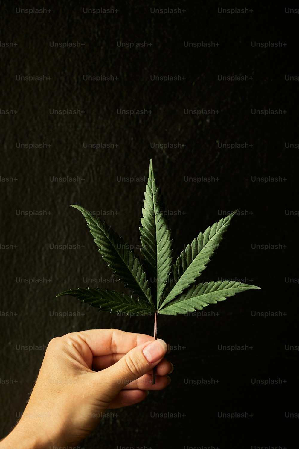 a person holding a green leaf in their hand