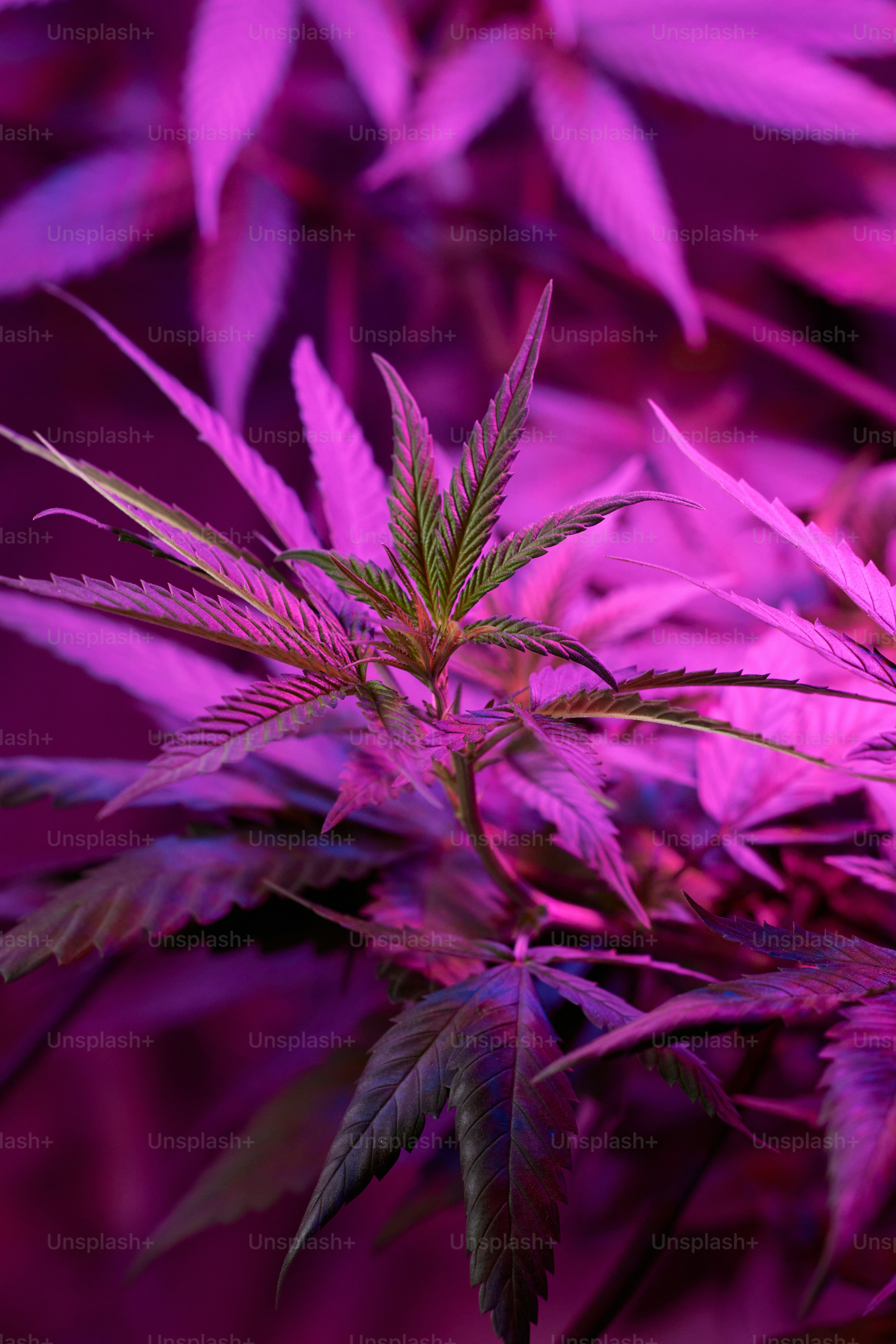 a close up of a plant with purple leaves