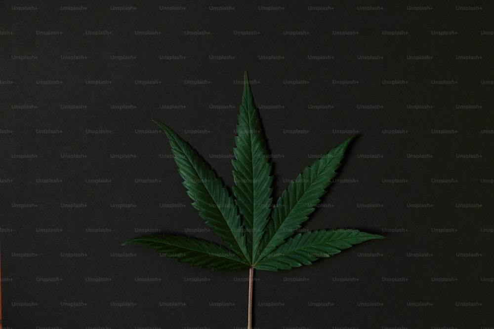 a green leaf on a black background