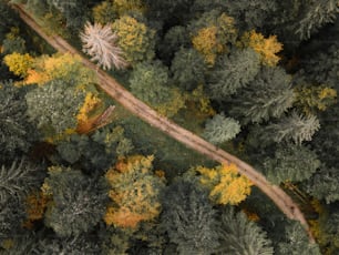 Luftaufnahme einer Straße mitten im Wald