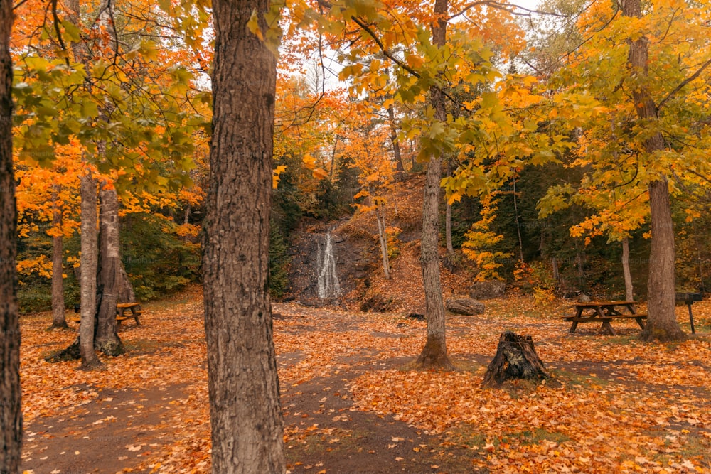 a wooded area with a picnic table and waterfall in the background