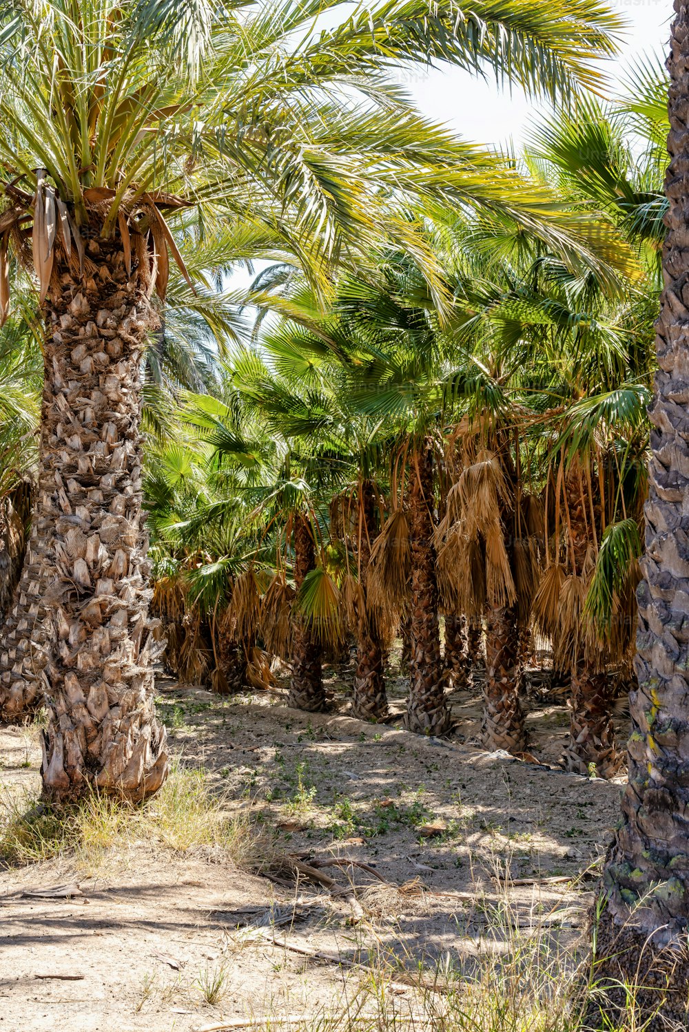 Palm Groves, Palmeral in Elche near Alicante in Spain, Western Europe