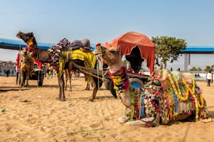 매년 열리는 푸쉬카르 낙타 박람회(Pushkar Mela)에서 낙타를 장식했습니다. 푸쉬카르, 라자스탄 주, 인도