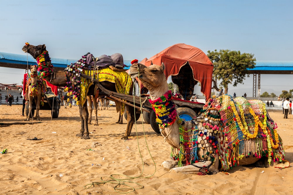 Camellos decorados en la feria anual de camellos de Pushkar (Pushkar Mela). Pushkar, Rajastán, India