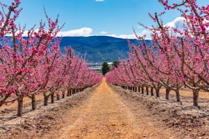 Orchards in bloom. A blossoming of fruit trees in Cieza in the Murcia region. Peach, plum and nectarine trees. Spain