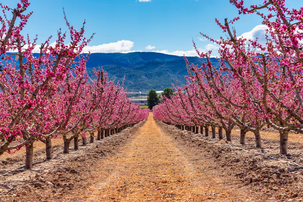 Orchards in bloom. A blossoming of fruit trees in Cieza in the Murcia region. Peach, plum and nectarine trees. Spain