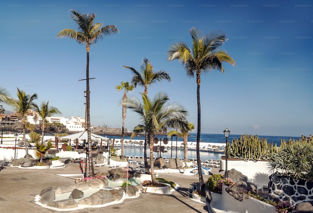 Palm walk in Puerto de la Cruz on a sunny day