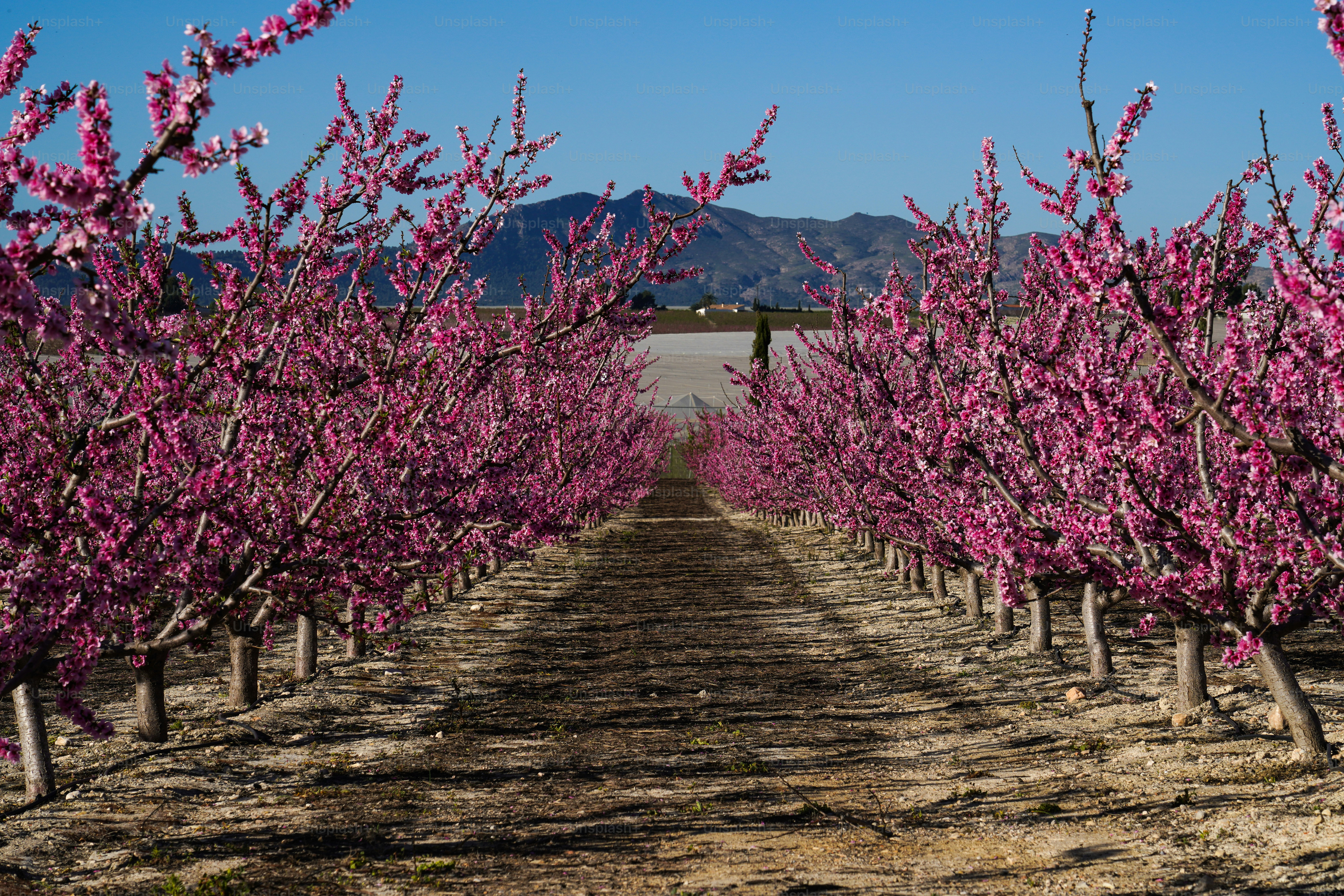 Peach blossom in Cieza, Mirador El Horno. Photography of a blossoming of peach trees in Cieza in the Murcia region. Peach, plum and nectarine trees. Spain