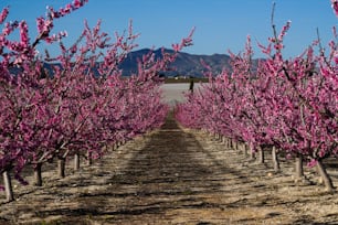 Pfirsichblüte in Cieza, Mirador El Horno. Fotografie einer Pfirsichblüte in Cieza in der Region Murcia. Pfirsich-, Pflaumen- und Nektarinenbäume. Spanien